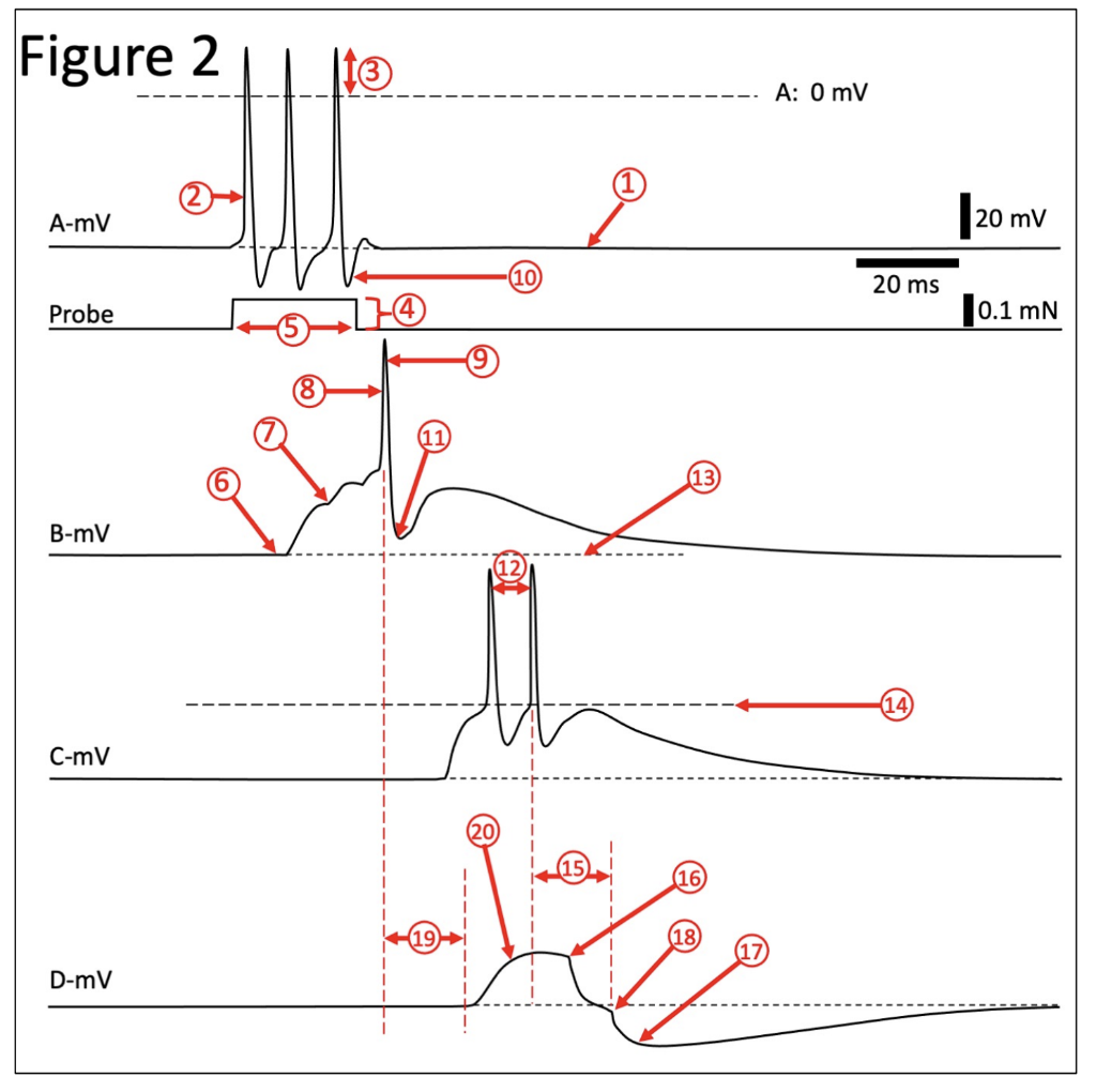 Figure 1 shows a hypothetical neural circuit, | Chegg.com