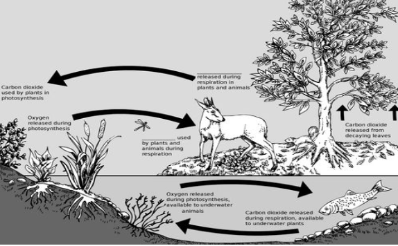 Solved 3. a. What ecological process/concept is depicted 
