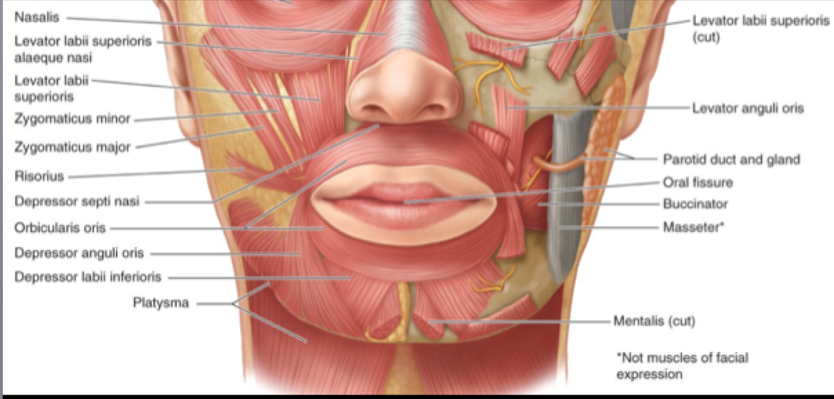 retromylohyoid space