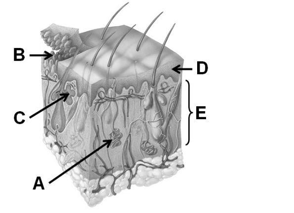 Solved In this diagram letter E has which tissue types? | Chegg.com