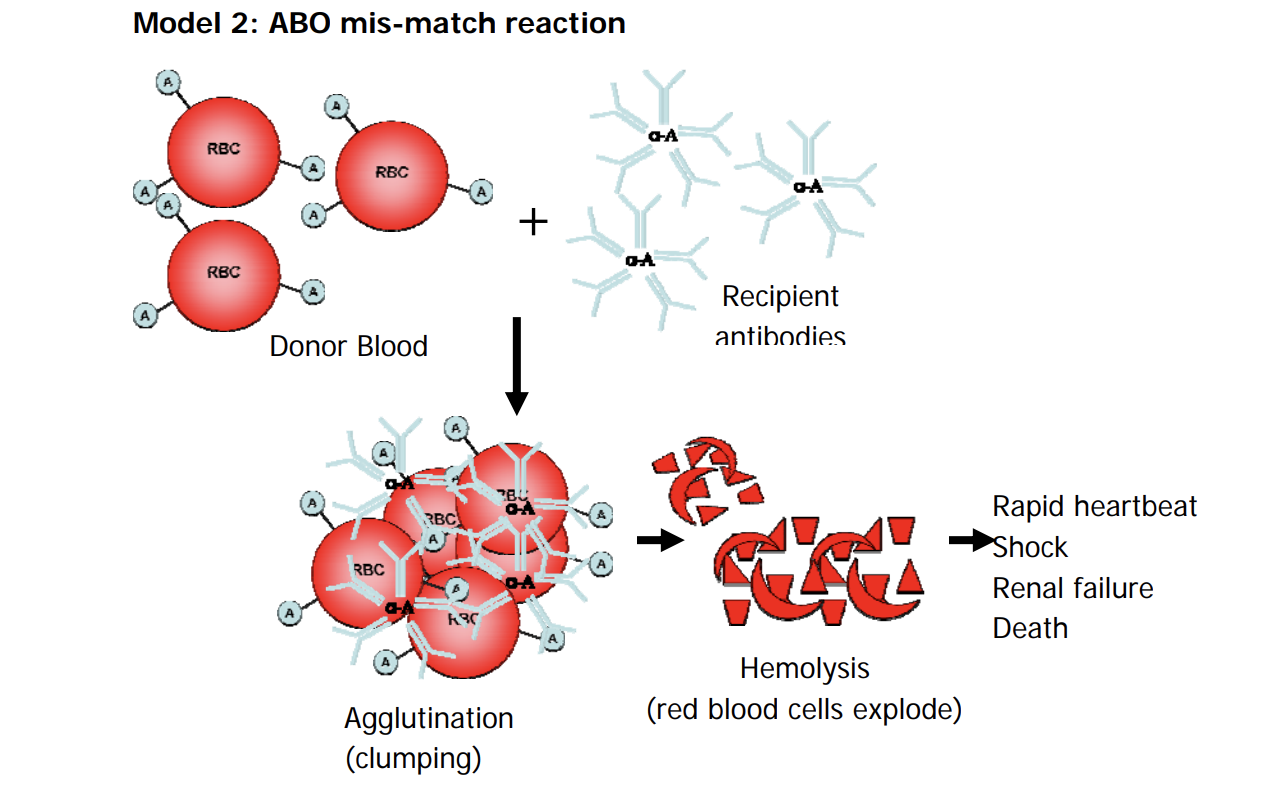 solved-critical-thinking-questions-what-is-the-blood-chegg