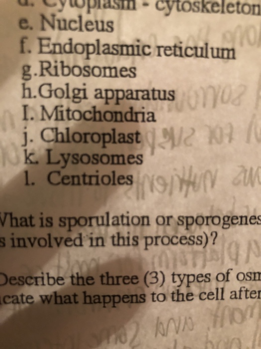 Solved Describe the structure, composition and functions of | Chegg.com