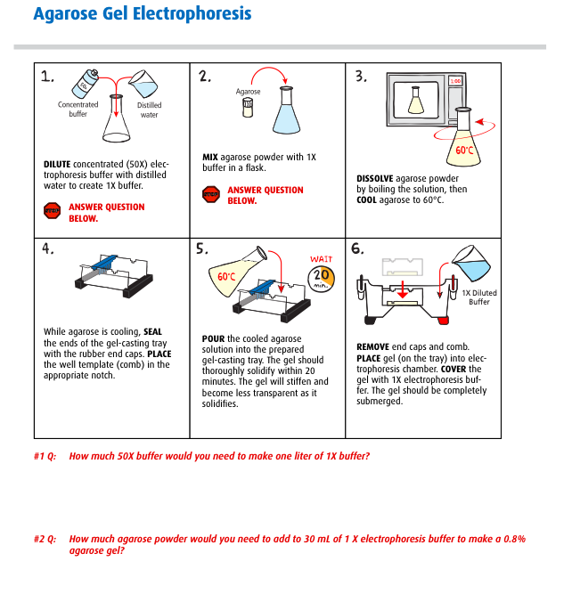 Solved Agarose Gel Electrophoresis 1, 1. 2. 3. 100 Agarose