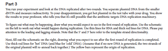 Solved Name: I DNA Replication Activity Background You are | Chegg.com
