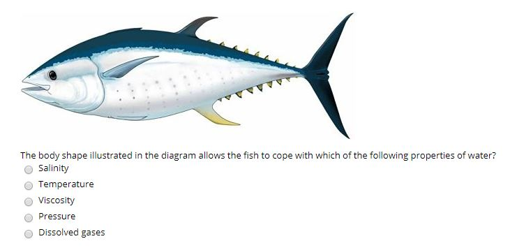 body shape of fish allows them to move rapidly in water
