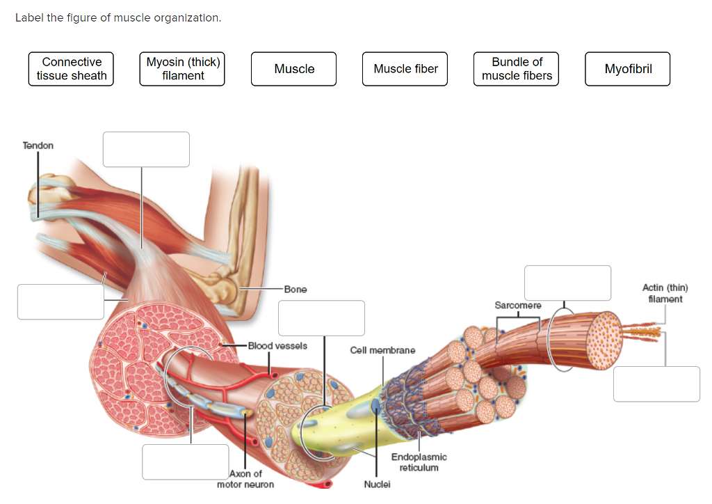 muscle-html-50-25askelmusclestruc-l-jpg