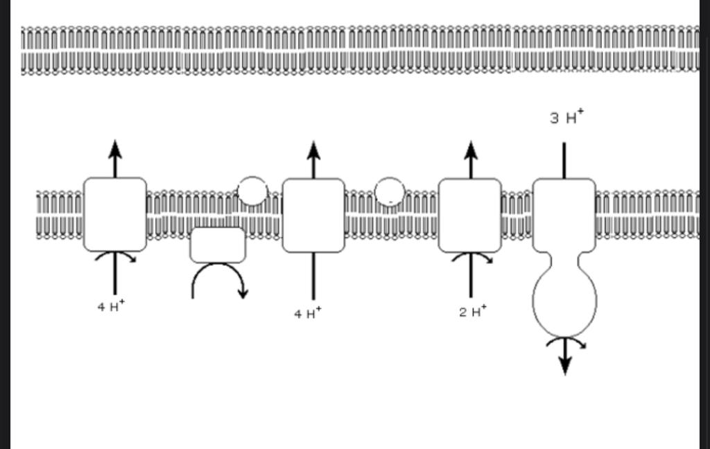 electron transport chain diagram cellular respiration