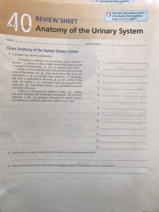 Review Sheet Anatomy Of The Urinary System