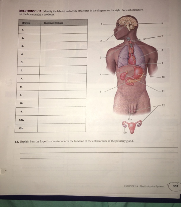 Full Endocrine System Diagram Labeled - Diagram Media