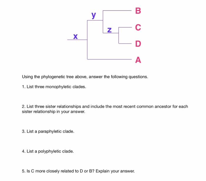 Solved Using The Phylogenetic Tree Above, Answer The | Chegg.com