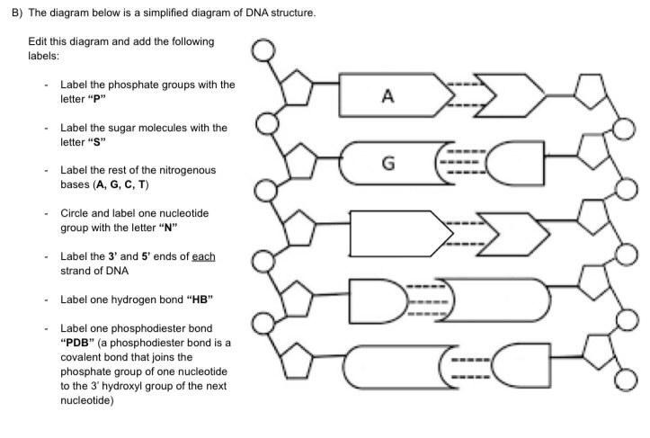 structure of dna diagram labeled