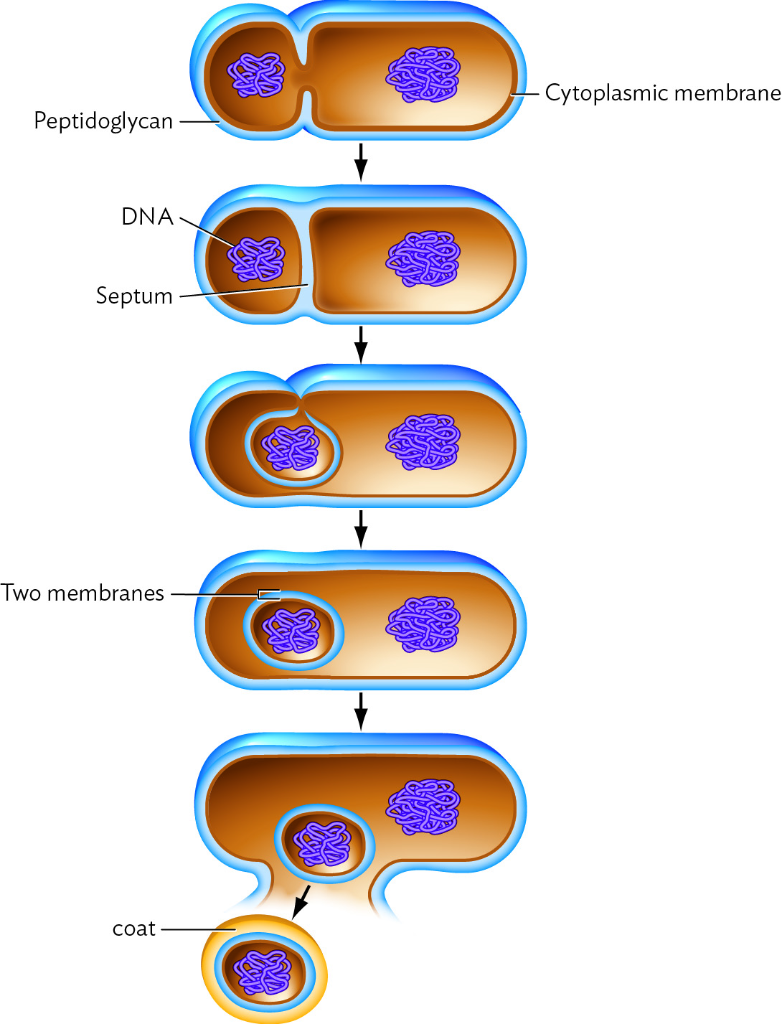 Solved The structure seen developing within the cell in this | Chegg.com