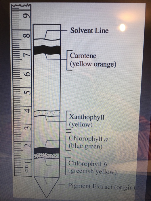 Solved -solvent Line Carotene (yellow orange) Xanthophyll | Chegg.com