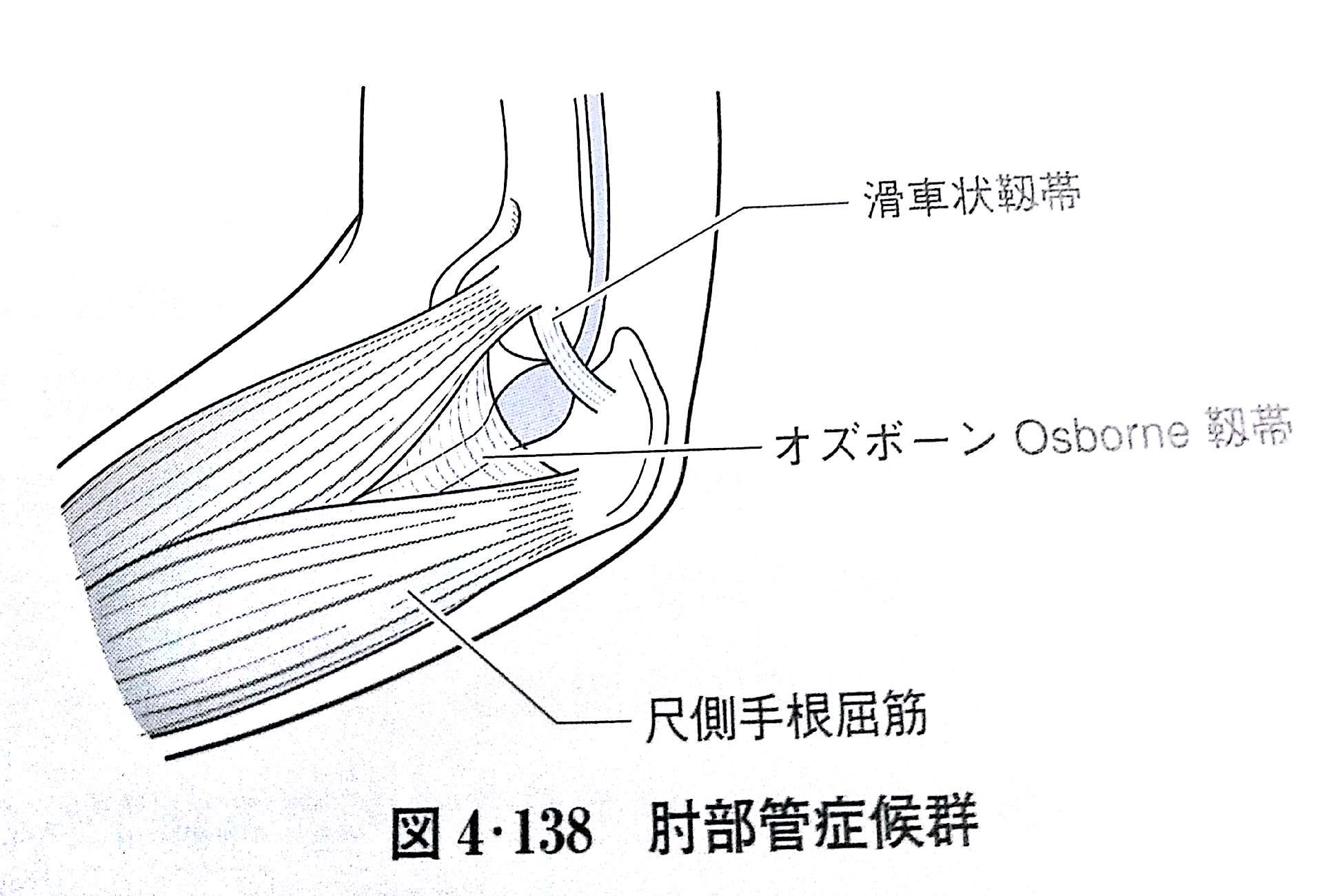 上肢の軟損 Flashcards Chegg Com