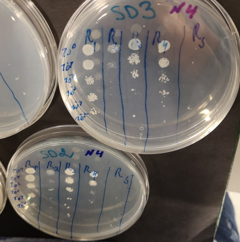 Spot test! your obtained results (yeast