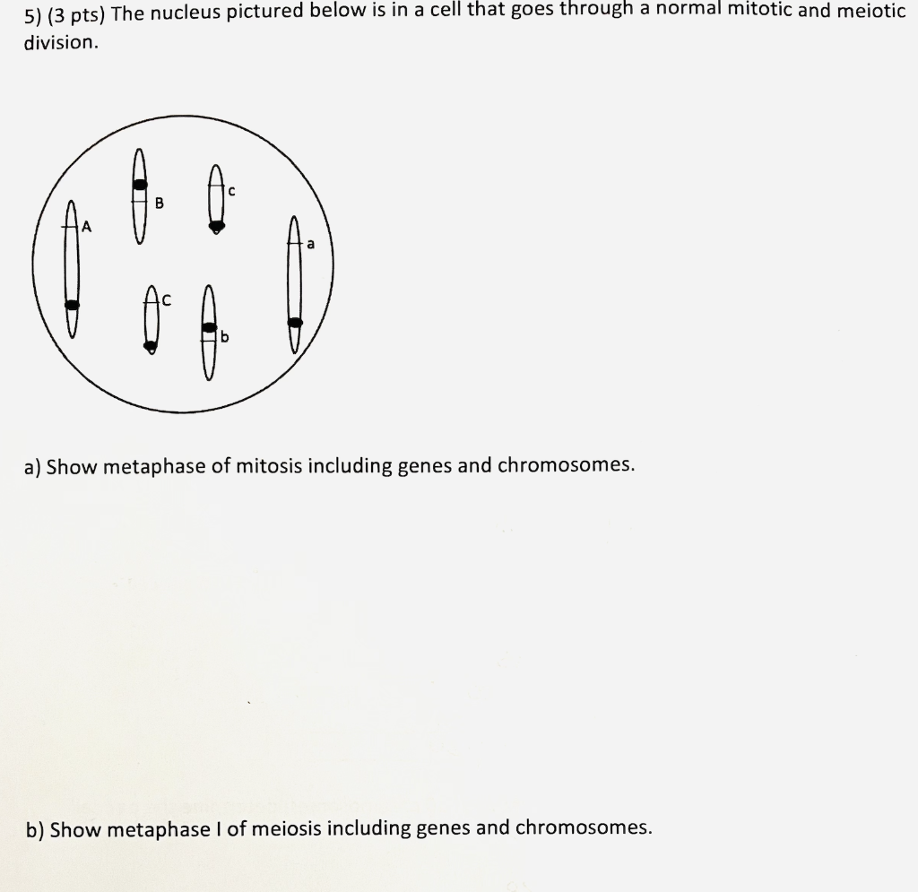 Solved 5) (3 pts) The nucleus pictured below is in a cell | Chegg.com