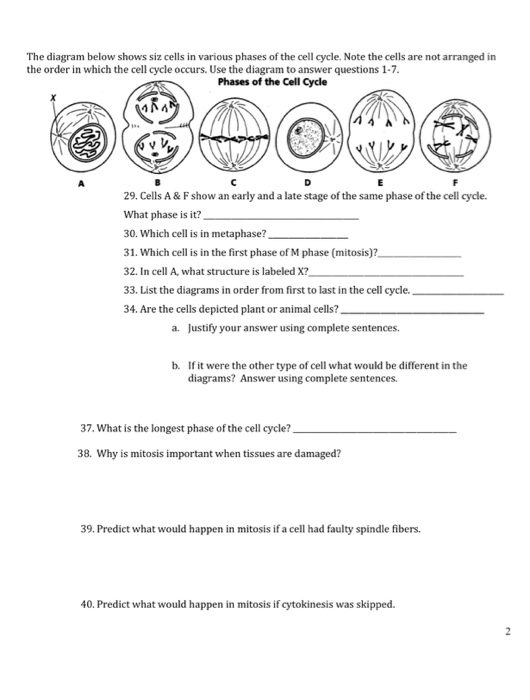 The Animal Cell Cycle Phases Are Out Of Order - 5 Mitosis In Animal ...