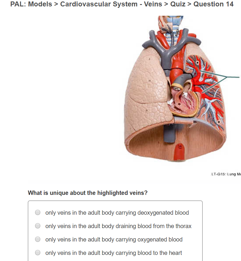 Solved PAL Models > Cardiovascular System Veins > Quiz >