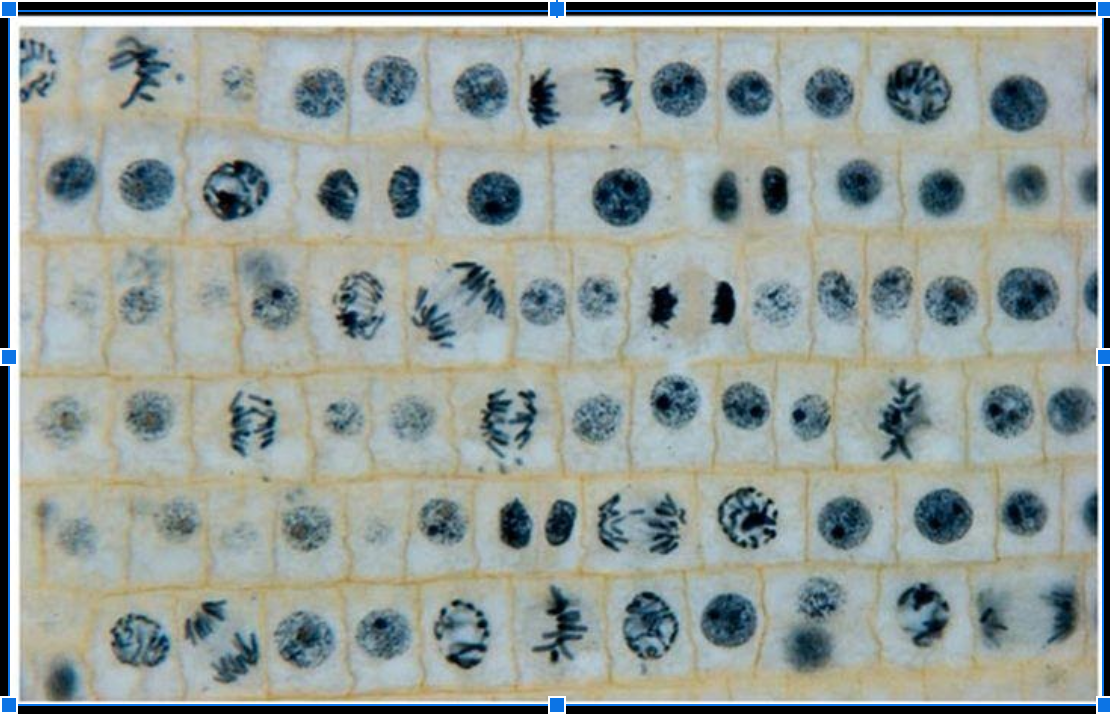 Solved (5 pts.) Calculate the mitotic index for Biology Diagrams