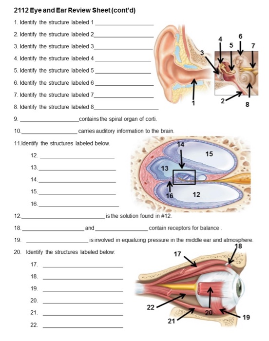 Solved 2112 Eye and Ear Review Sheet Name 4 1. Identify the
