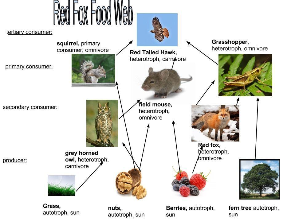 fox food chain to plant