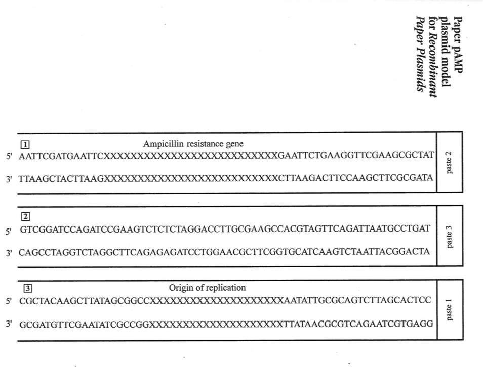Student Activity Paper Plasmids 14