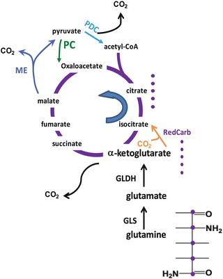 Solved In Krebs cycle, if the enzyme alpha ketoglutarate | Chegg.com