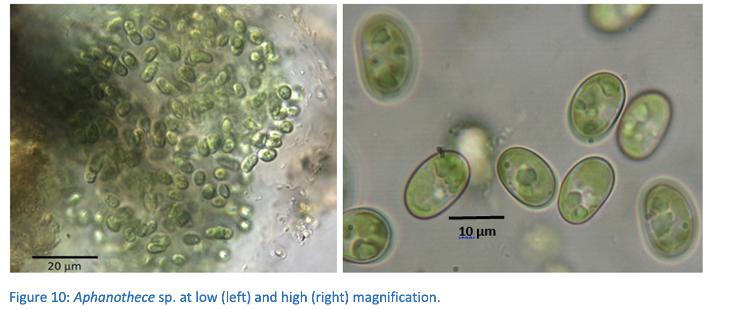 Solved Part 4 – Cyanobacteria The images below (Figures | Chegg.com