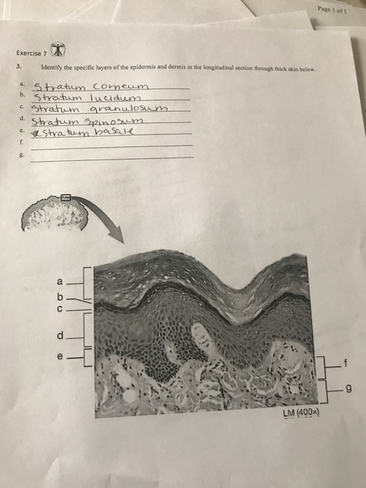 Solved Page 1 of 1 Exercise 7 3. Identify the specific | Chegg.com