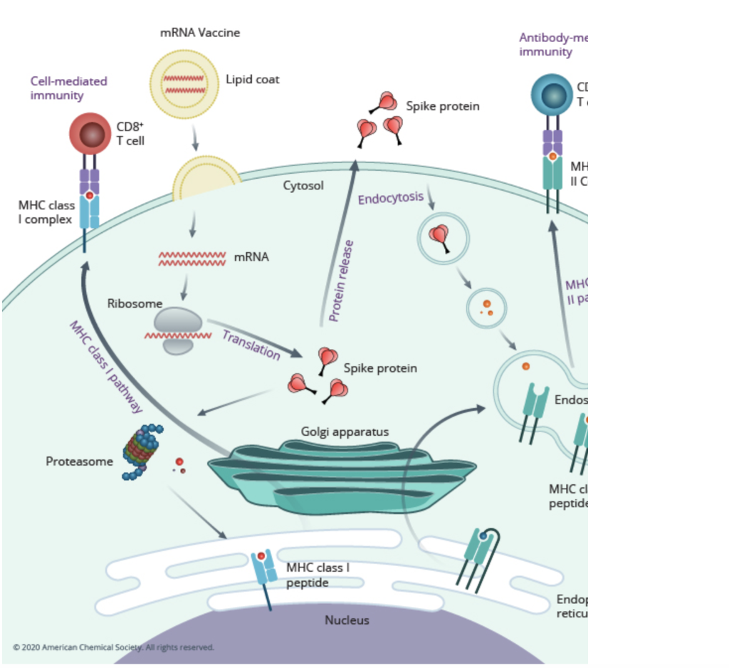 Иммунные антитела 1 4. Схема действия РНК вакцины. РНК вакцины от коронавируса. Механизм МРНК вакцины. Механизм действия РНК вакцин.