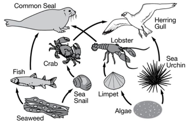 Common Seal
Herring
Gull
Lobster
Crab
Sea
Urchin
Fish
Sea
Snail
Limpet
Algae
Seaweed