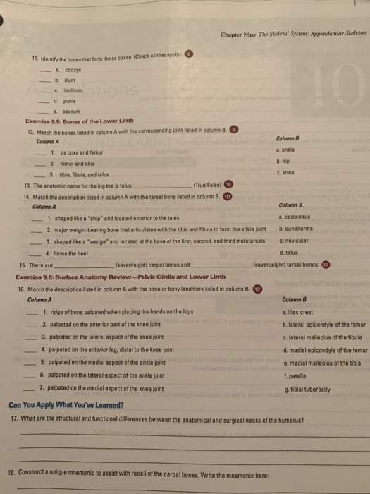 Solved Chapter Nine The Skeienal System: Appendicular | Chegg.com