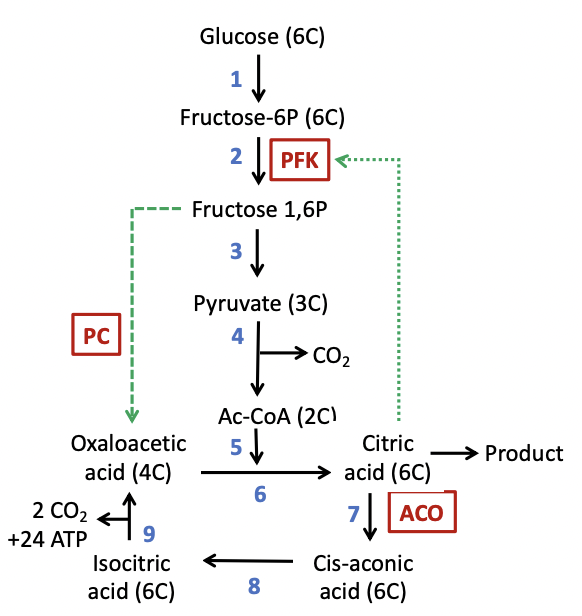 Solved Problem 5. Metabolic Engineering. Citric Acid Was | Chegg.com