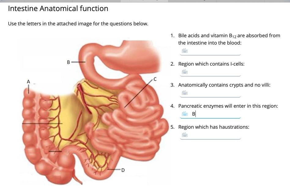 Solved Intestine Anatomical function Use the letters in the | Chegg.com