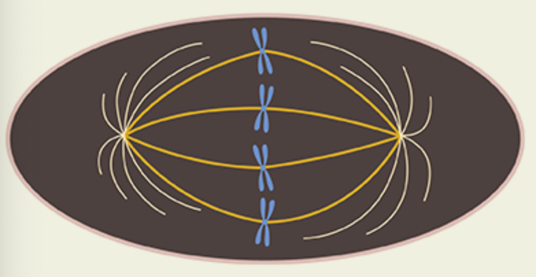 Solved How many sister chromatids does this cell have? Biology Diagrams