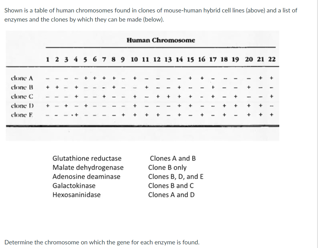 Solved Shown is a table of human chromosomes found in clones