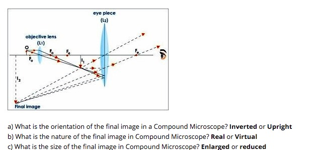 Solved eye piece (L2) objective lens (L1) Final image a) | Chegg.com