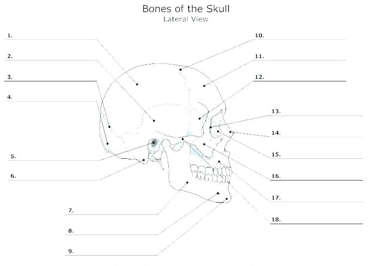 Solved A. Coronal Suture | Chegg.com