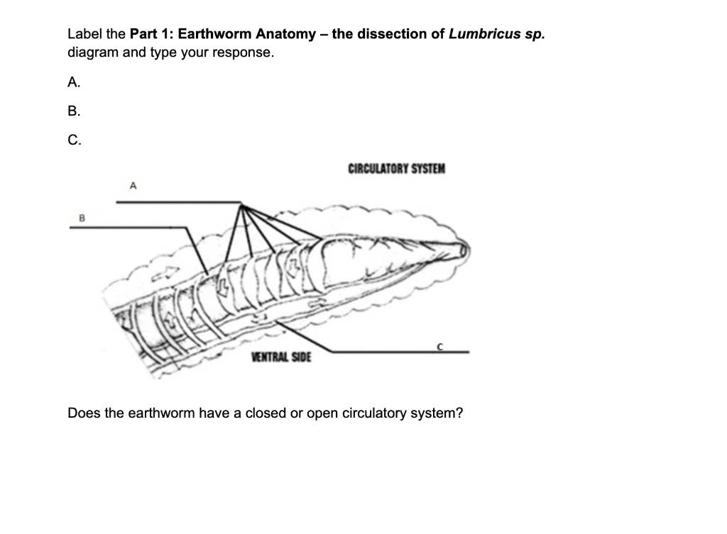Solved Label the Part 1: Earthworm Anatomy - the dissection