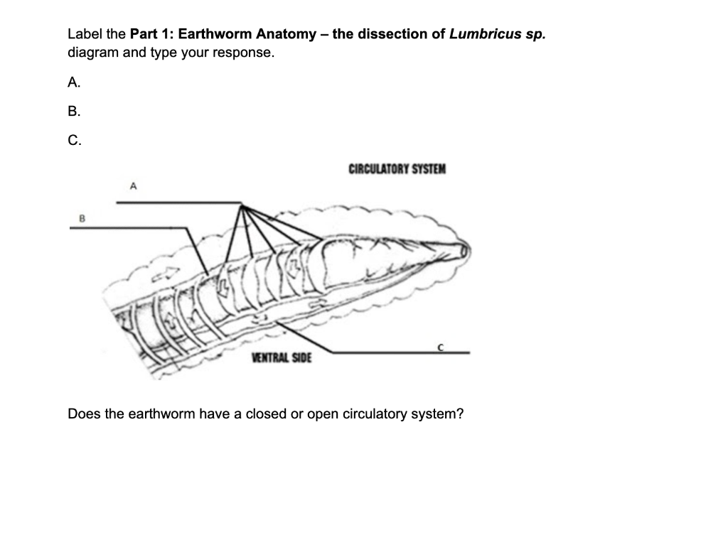 Solved Label the Part 1 Earthworm Anatomy the dissection