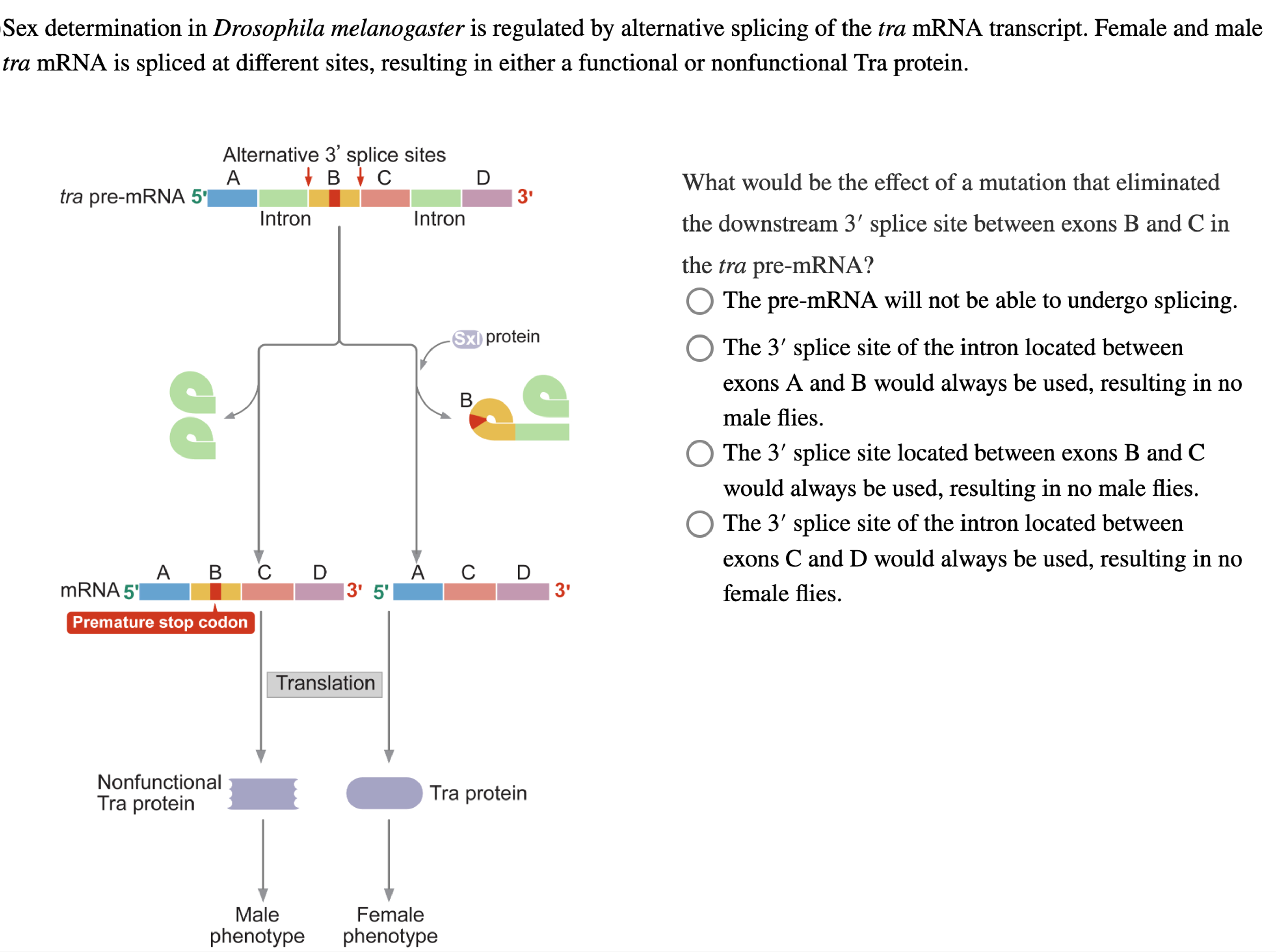 Sex determination in Drosophila melanogaster is | Chegg.com