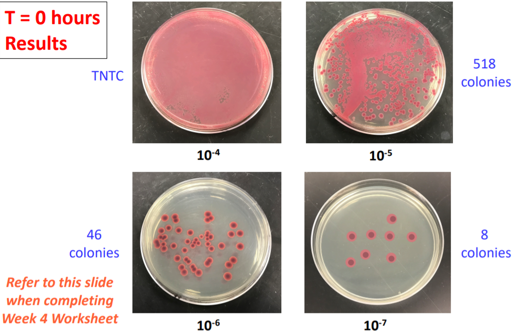 Solved T = 0 hours Results TNTC 518 colonies 10-4 10-5 46 | Chegg.com