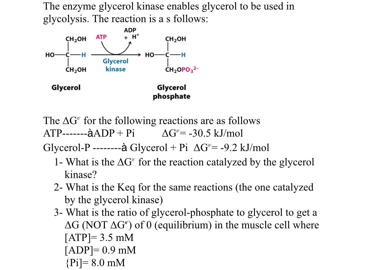 The enzyme glycerol kinase enables glycerol to be | Chegg.com