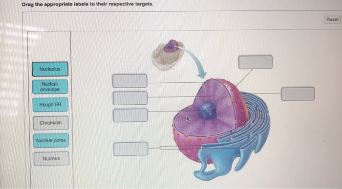 drag the appropriate labels to their respective targets. drag the appropriate labels to their respective targets.