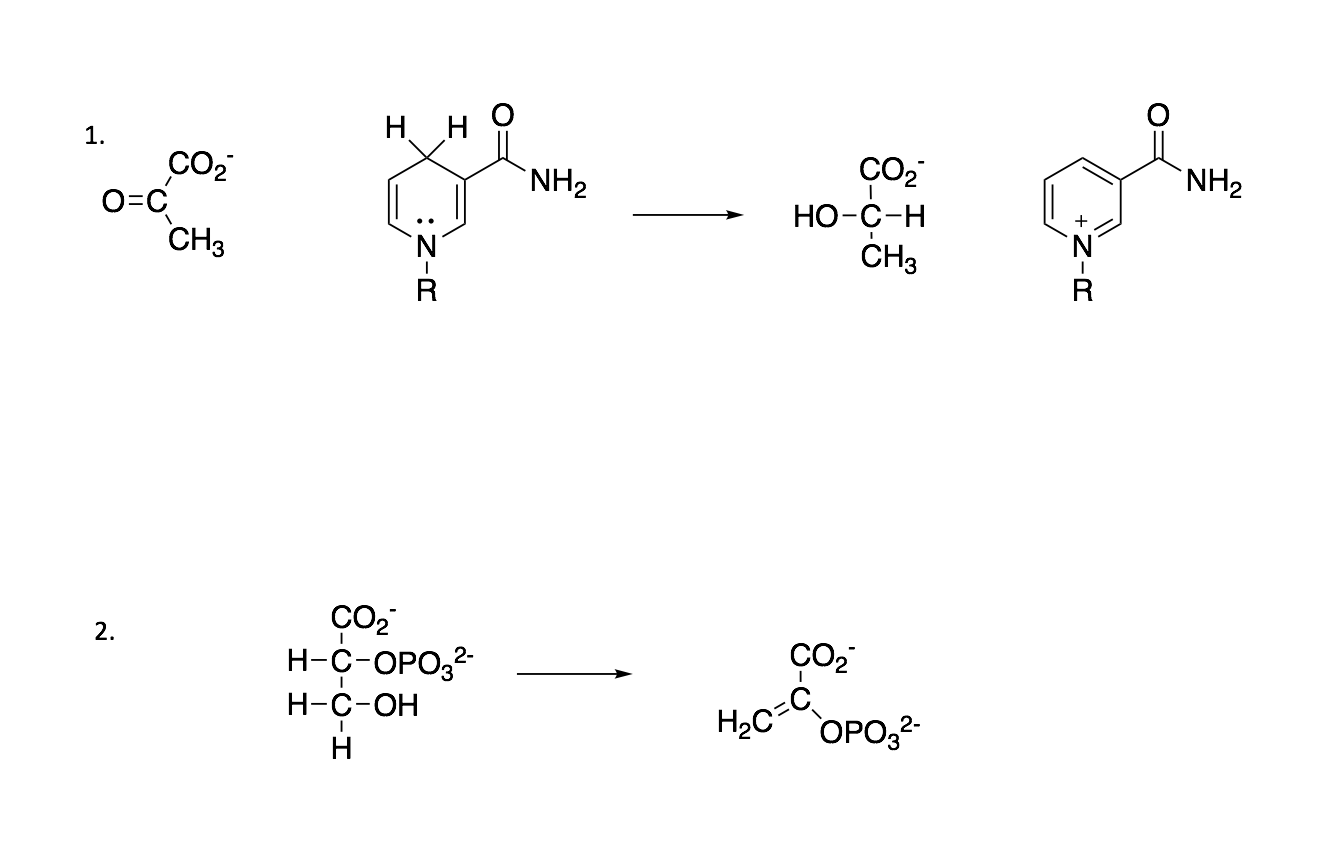 Solved The Linked Word Document Shows Two Enzymatic React Chegg Com