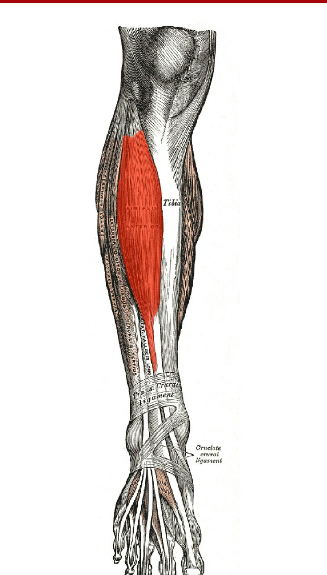 cruciate crural ligament