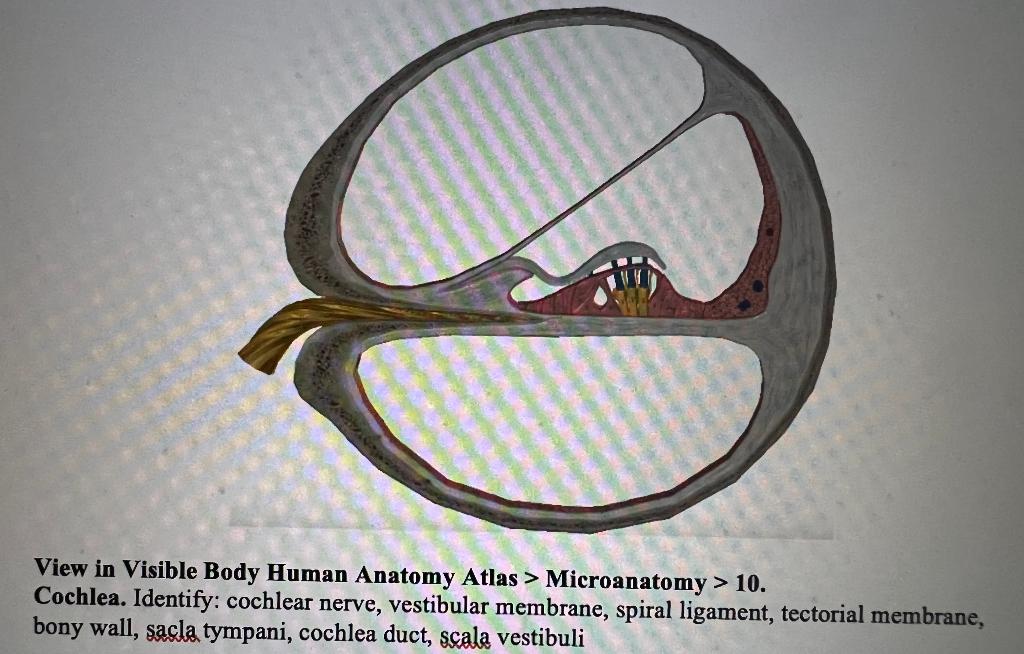 Solved Hair cells View in Visible Body Human Anatomy Atlas >