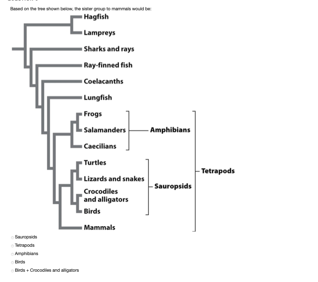 Solved Based on the tree shown below, the sister group to | Chegg.com