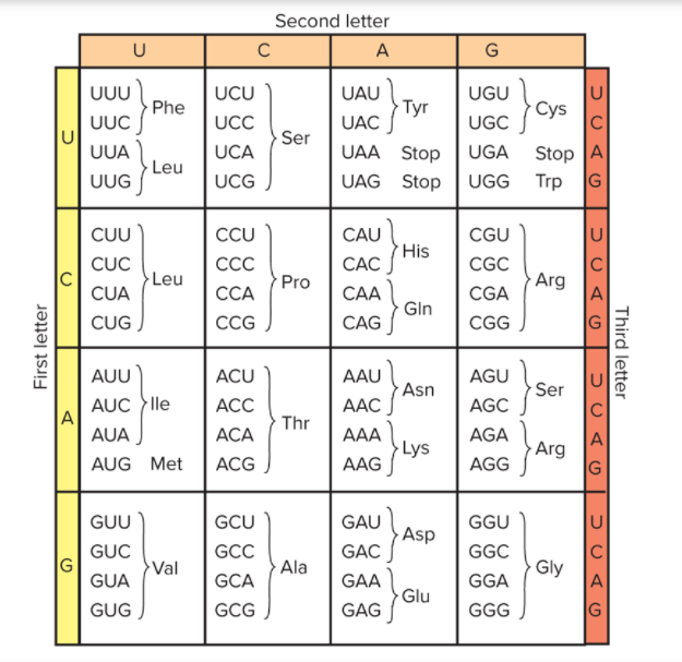 Solved The table shows the amino acids corresponding to | Chegg.com