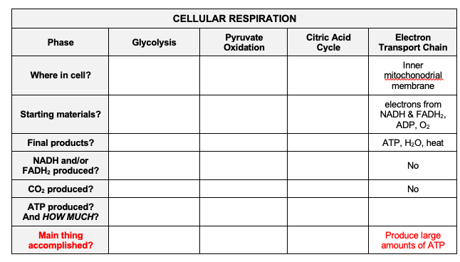 Solved How does the electron transport chain compare to the 